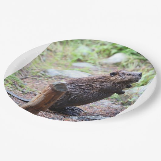 Assiettes En Carton Beaver (Angle)