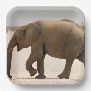 Assiettes En Carton Bébé éléphant sur une route poussiéreuse