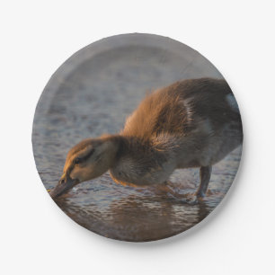 Assiettes En Carton Bébé soif