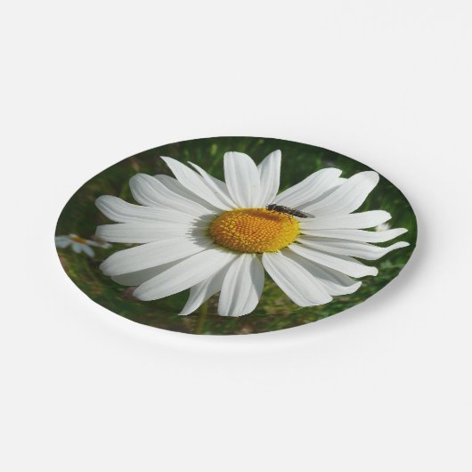 Assiettes En Carton Bee on Daisy Alaskan Summer Nature (Angle)
