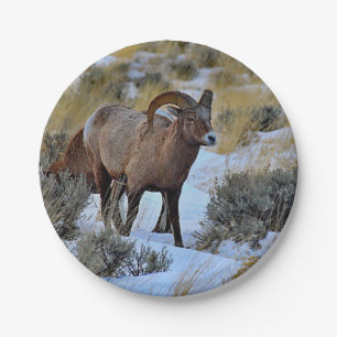 Assiettes En Carton Bighorn Sheep Photo Neige