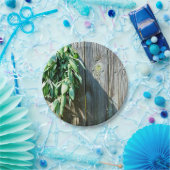 Assiettes En Carton Bois de Grange frais coupé (Fête)