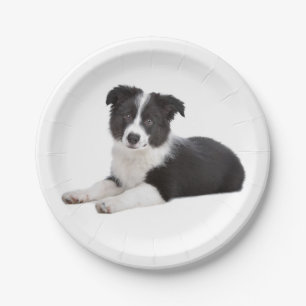 Assiettes En Carton Bordure Collie Papier noir et blanc à chiots