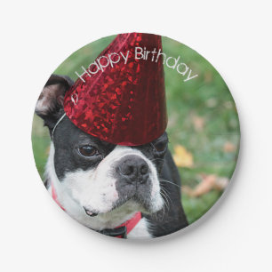 Assiettes En Carton Boston Terrier