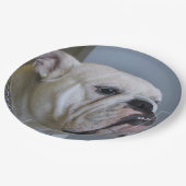 Assiettes En Carton bouledogue blanc (Angle)