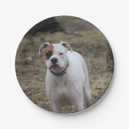 Assiettes En Carton Boxer (Devant)