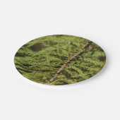 Assiettes En Carton Branche Cypress Bald (Angle)