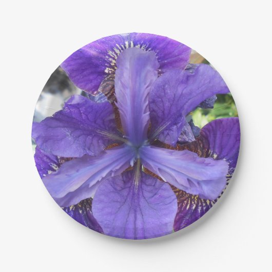 Assiettes En Carton Brandeis (Devant)