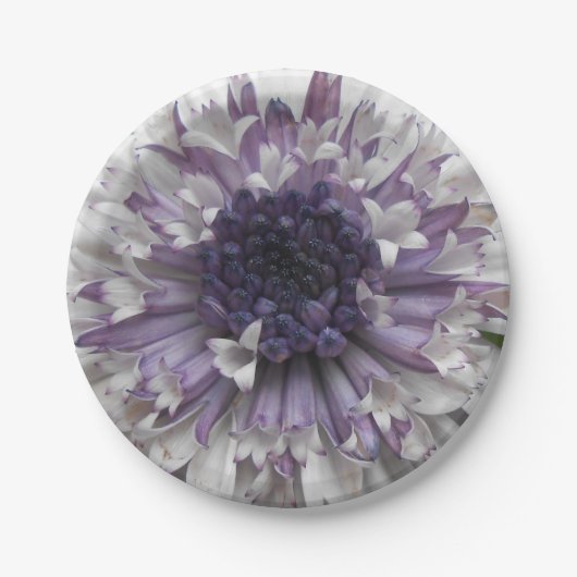 Assiettes En Carton Brett (Devant)