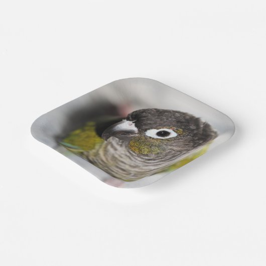 Assiettes En Carton Burbel (Angulaire)