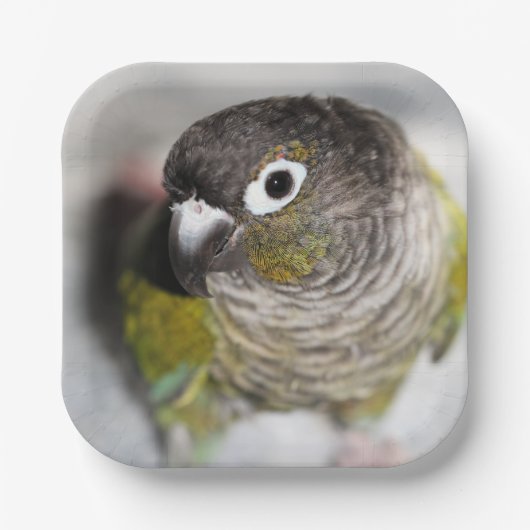 Assiettes En Carton Burbel (Recto)