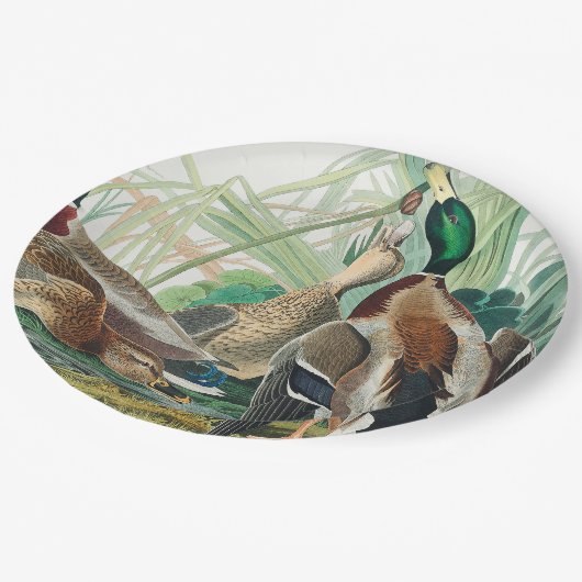 Assiettes En Carton Canard colvert des oiseaux d'Amérique (Audubon) (Angle)