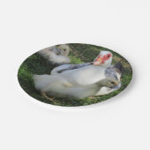 Assiettes En Carton Canard De La Muscovy Et Collier (Angle)