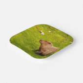 Assiettes En Carton Capybara (Angulaire)