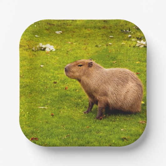 Assiettes En Carton Capybara (Recto)