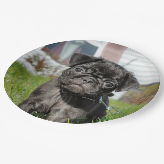 Assiettes En Carton carlin DISPONIBLE (Angle)