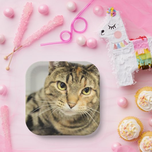 Assiettes En Carton Cat (Fête)