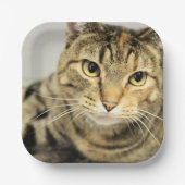 Assiettes En Carton Cat (Recto)