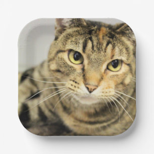 Assiettes En Carton Cat