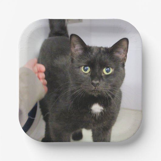 Assiettes En Carton Cat (Recto)