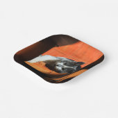 Assiettes En Carton Cat (Angulaire)