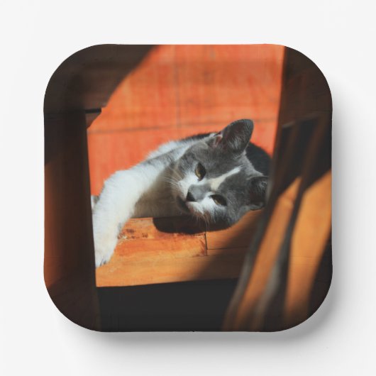 Assiettes En Carton Cat (Recto)