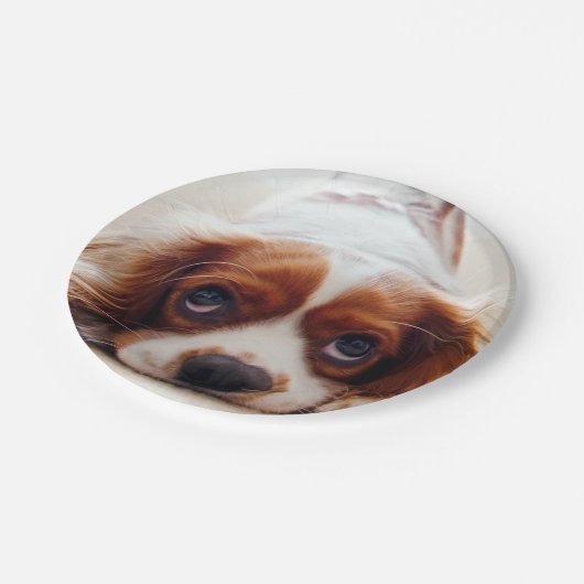 Assiettes En Carton Cavalier Charles Spaniel (Angle)