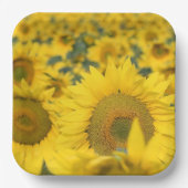 Assiettes En Carton Champ jaune de tournesols photo (Recto)