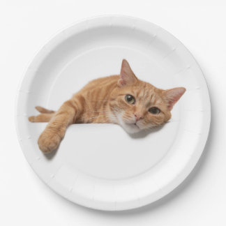 Assiettes En Carton Chat Orange Posé En Bas