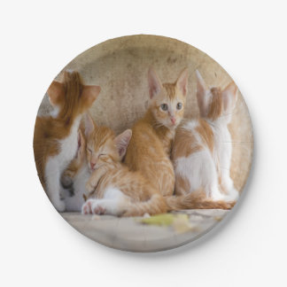 Assiettes En Carton Chaton tigré orange et blanc/Ajoutez la photo de v