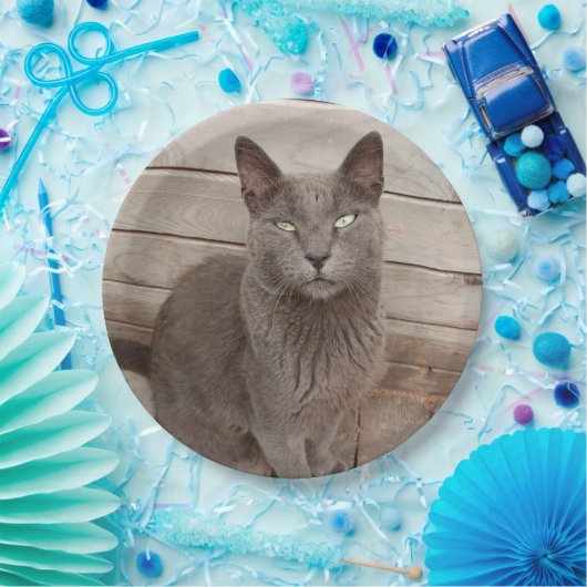 Assiettes En Carton Chats gris (Fête)