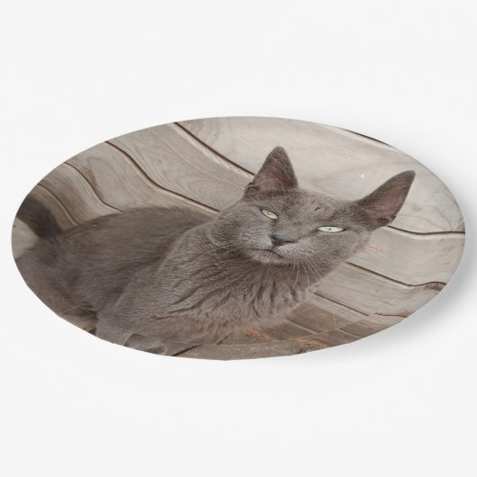 Assiettes En Carton Chats gris (Angle)