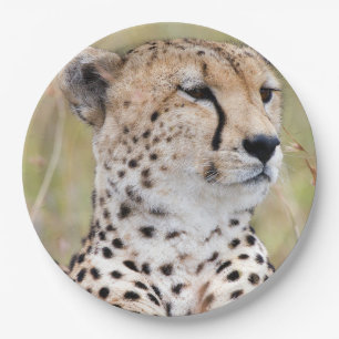 Assiettes En Carton Cheetah
