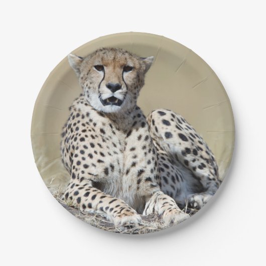 Assiettes En Carton Cheetah (Devant)