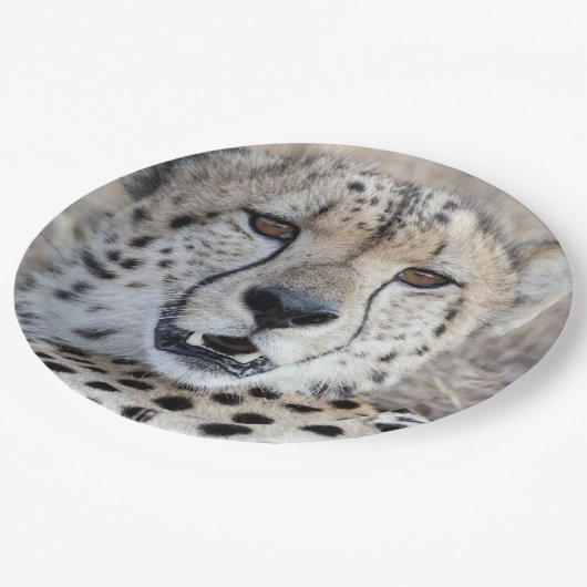 Assiettes En Carton Cheetah Portrait (Angle)