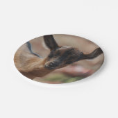 Assiettes En Carton Chèvre (Angle)