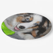 Assiettes En Carton Chien de Berger Américain Miniature Blue Merle (Angle)