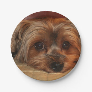 Assiettes En Carton Chien de chiots de Cute Yorkshire