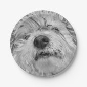 Assiettes En Carton Chien de Coton de Tulear (Devant)