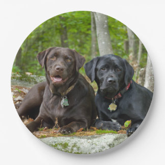 Assiettes En Carton Chiens Chiens Marionnettes Black Lab Chocolat Labr