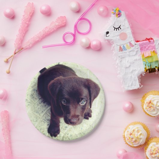 Assiettes En Carton Chiot (Fête)