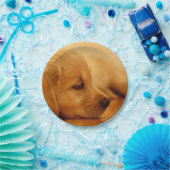 Assiettes En Carton Chiot Golden Retriever (Fête)