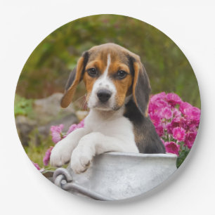 Assiettes En Carton Chiot mignon de chien de beagle en partie heureuse