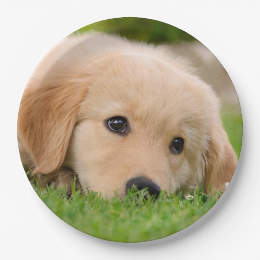 Assiettes En Carton Chiot mignon de golden retriever rêvant, partie (Devant)