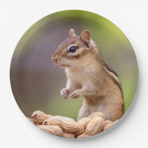 Assiettes En Carton Chipmunk aux cacahuètes