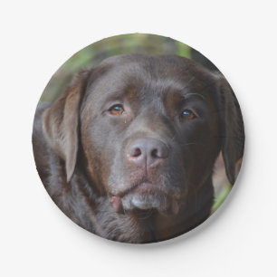 Assiettes En Carton Chocolat adorable labrador retriever