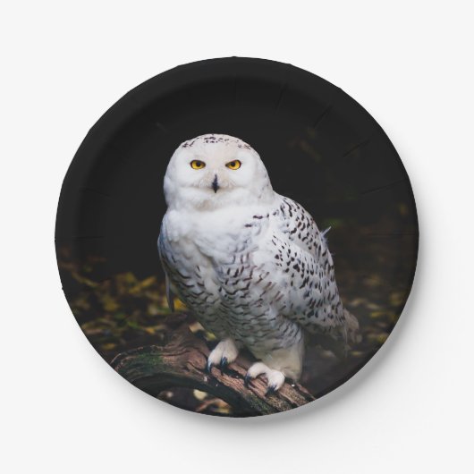 Assiettes En Carton Chouette hivernale majestueuse (Devant)