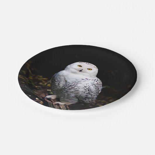 Assiettes En Carton Chouette hivernale majestueuse (Angle)