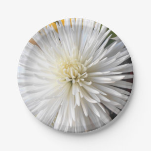 Assiettes En Carton Claricia