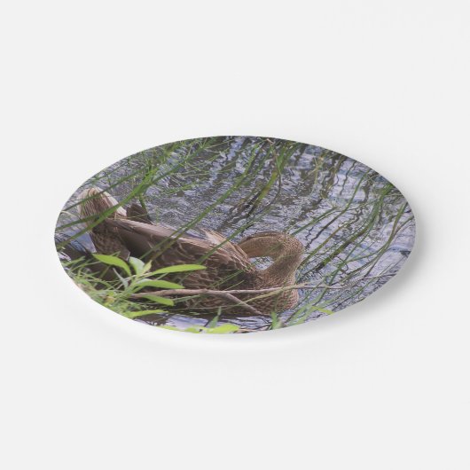 Assiettes En Carton Closeup photo of a duck (Angle)